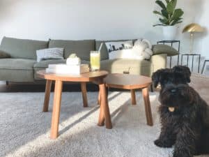 professional carpet cleaning