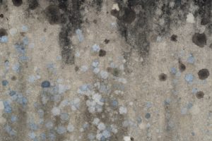 mold testing