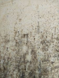 mold removal
