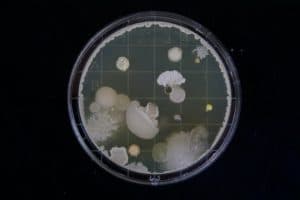 Mold remediation should be handled by professionals