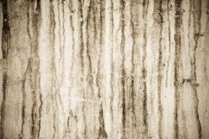 mold removal