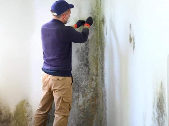 Why Mold Remediation Should Be Part of Your Water Damage Restoration Plan