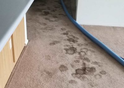 Wet carpet with blue cleaning hose in hallway.