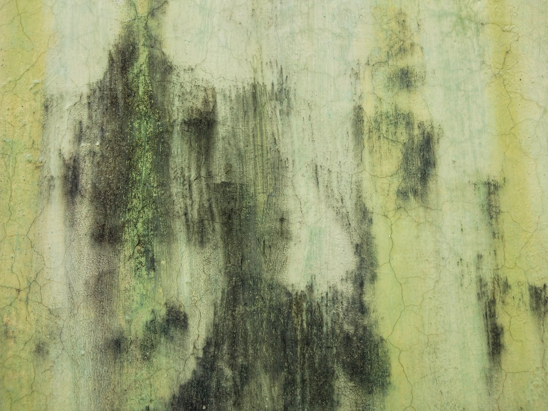 3 Must-Know Details for the Mold Removal Process