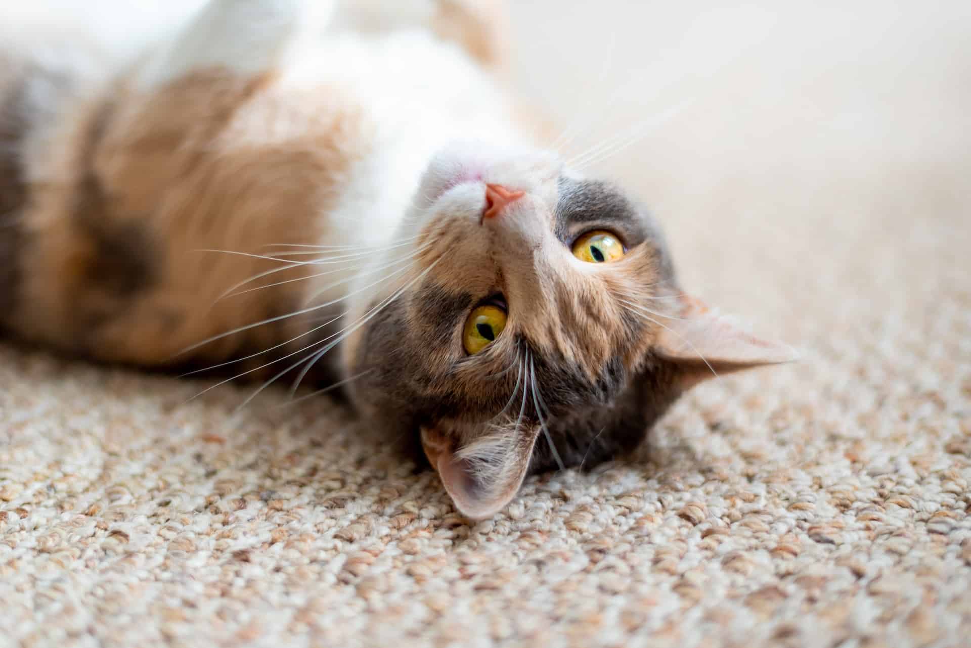 4 Signs You Might Need Professional Carpet Cleaning