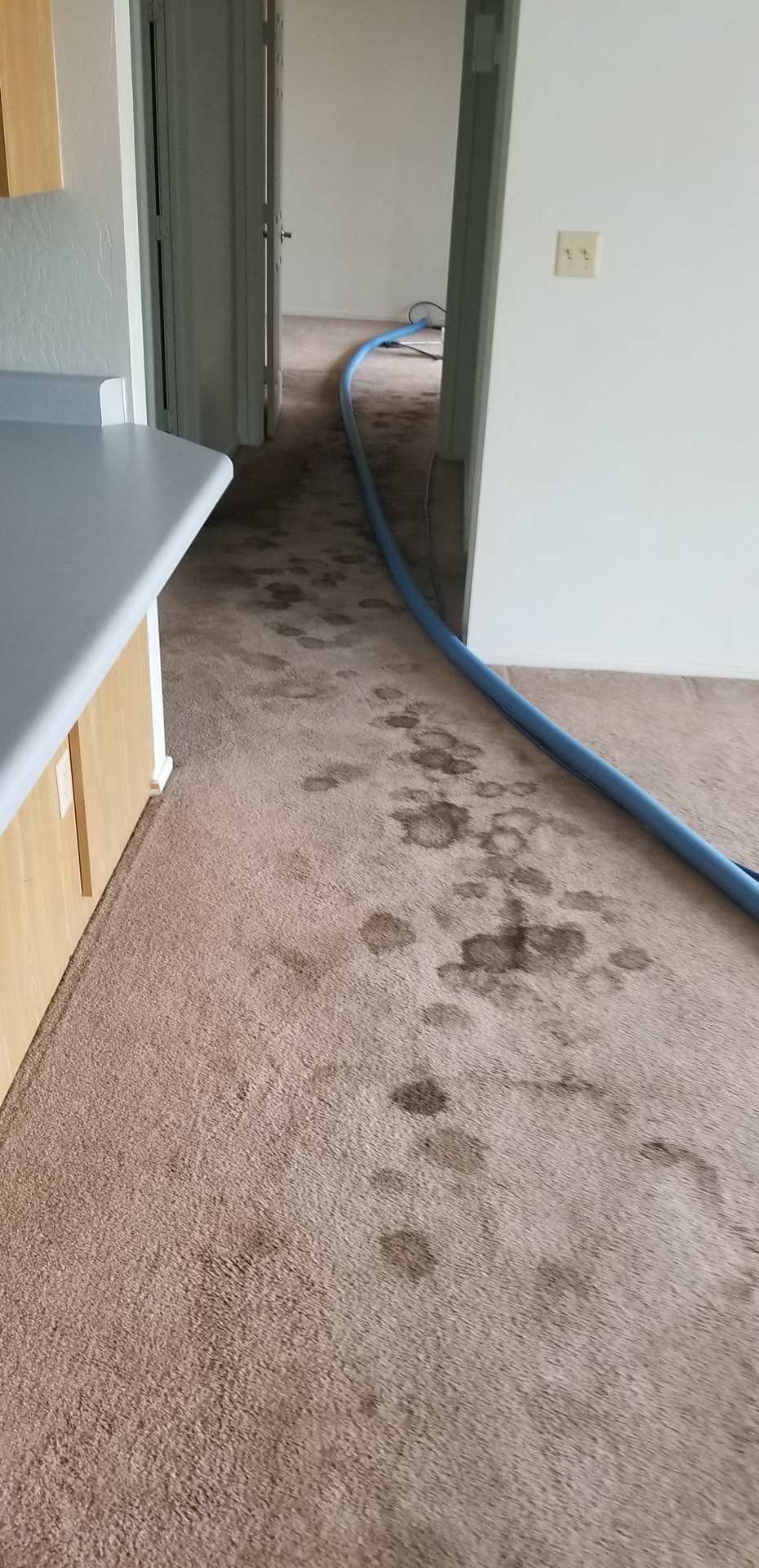 Restoration, Carpet & Tile Cleaning In Yuma, AZ Semper Fi