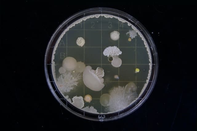 A Homeowner’s Guide to Mold Remediation