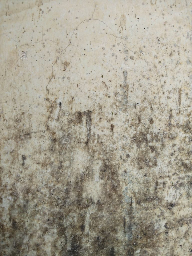 4 Common Causes of Mold Damage