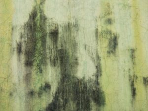 mold removal