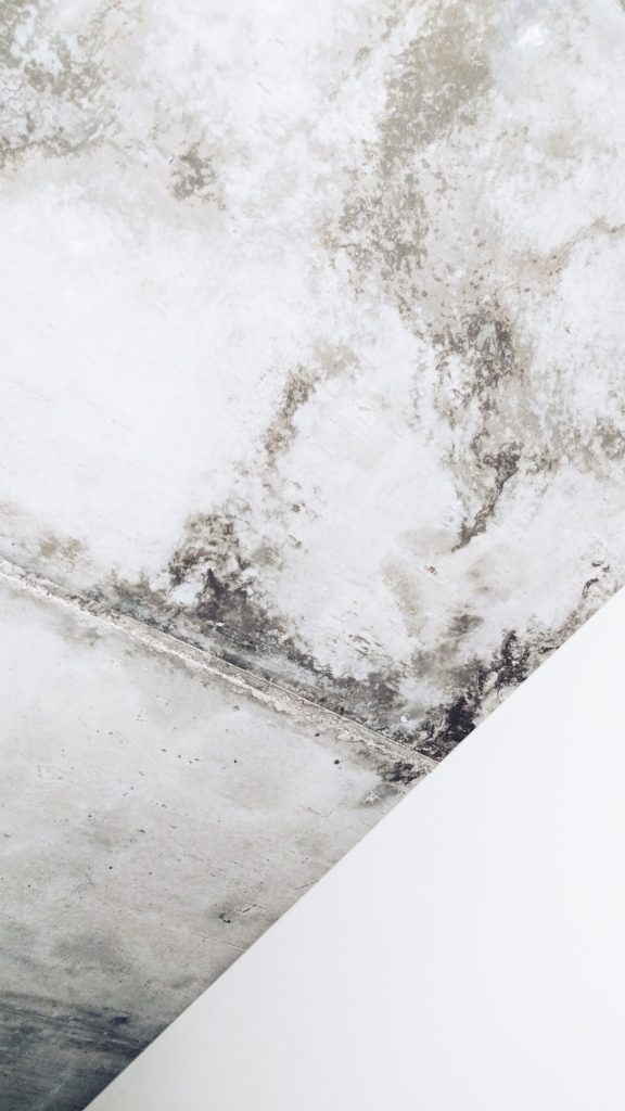 What is the Most Dangerous Type of Mold Found in Most Homes?