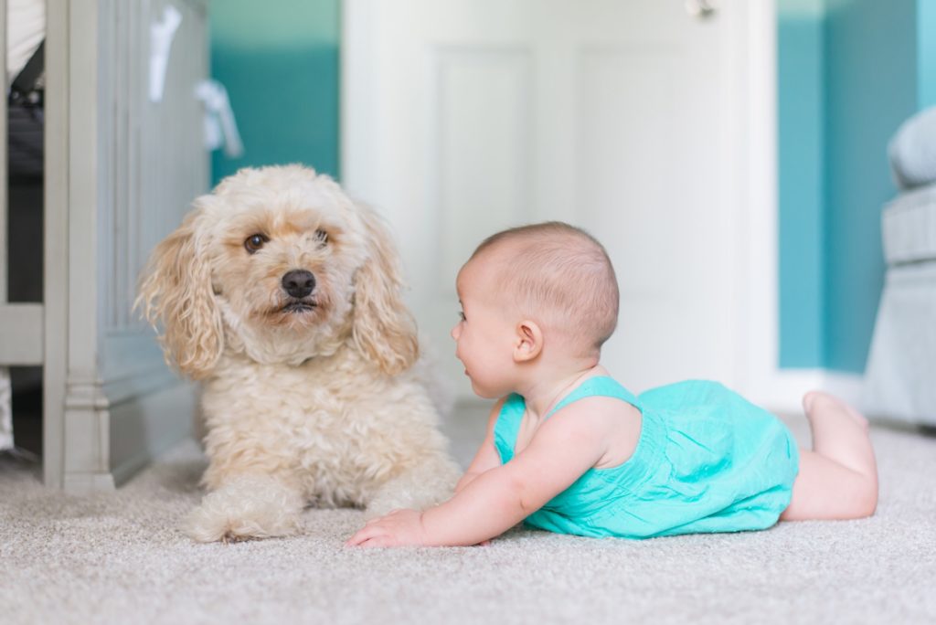 professional carpet cleaning