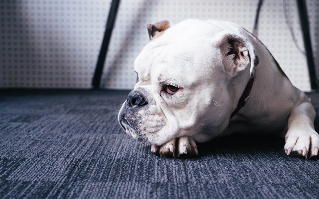 The Best Way to Handle Stains on Your Carpet