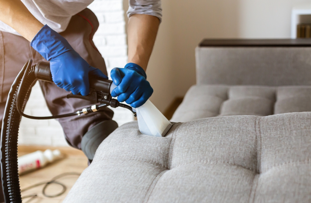 Man dry cleaner's employee hand in protective rubber glove cleaning sofa with professionally extraction method.