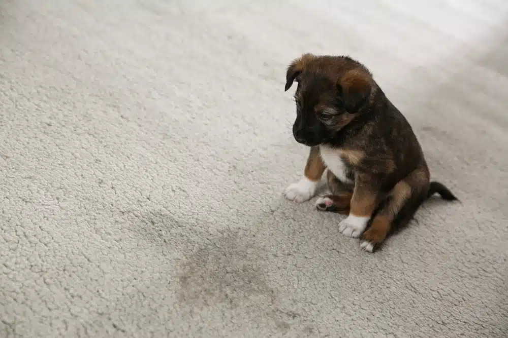 shutterstock_1767671852 Puppy near wet spot on carpet