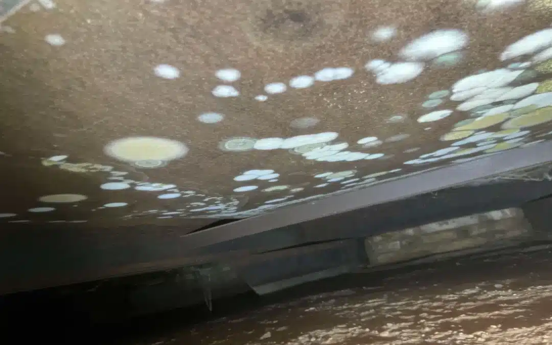 How to Spot Mold in Hard-to-Reach Areas of Your Home