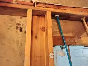 Mold growth