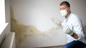 Do Mold Remediation Companies Need a License Regulations Explained