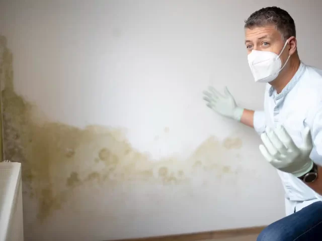Do Mold Remediation Companies Need a License? Regulations Explained