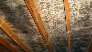 How to Safely Remove Mold in Your Attic A Step-by-Step Guide