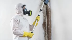 Do You Really Need a Mold Inspection How to Know (and Get One Free)