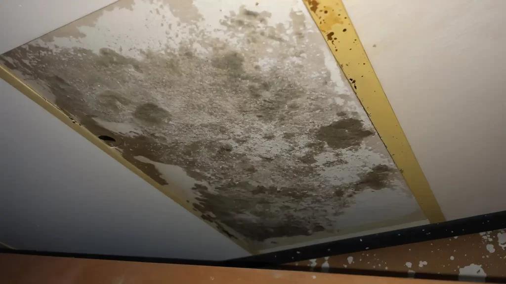 How to Remediate Black Mold After a Flood or Water Damage