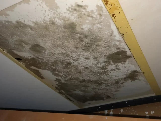 How to Remediate Black Mold After a Flood or Water Damage