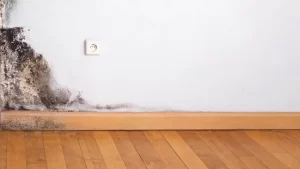 How fast does mold grow on walls