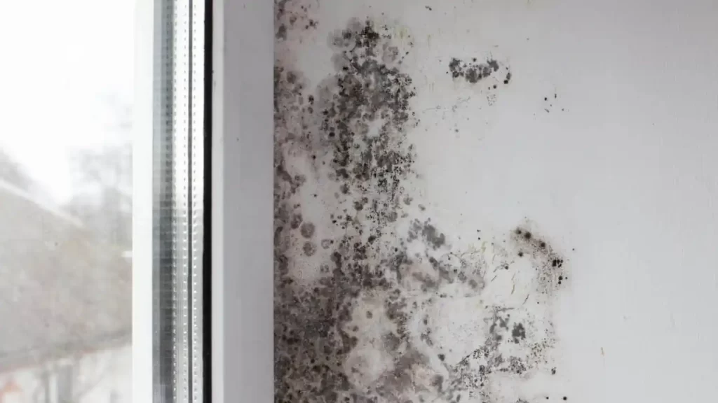 How long before mold grows after water damage