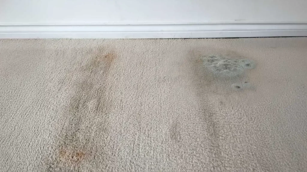 How long does mold take to grow on wet carpets