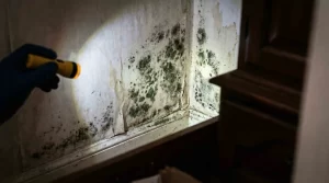 4 Health Effects of Mold From Water Damage
